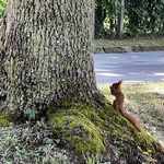wiewiórka przy drzewie